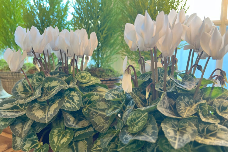 Undervalued holiday flower has upside-down blooms